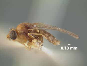 Media type: image;   Entomology 13368 Aspect: habitus lateral view
